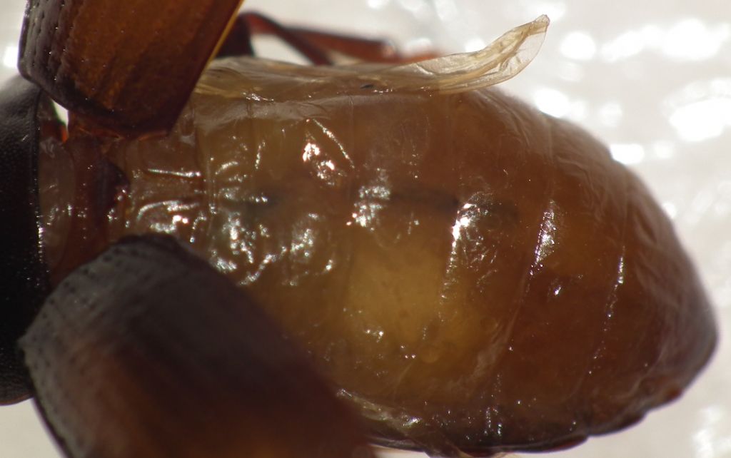 Tenebrionidae: Nalassus laevioctostriatus?... Nalassus sp., maschi